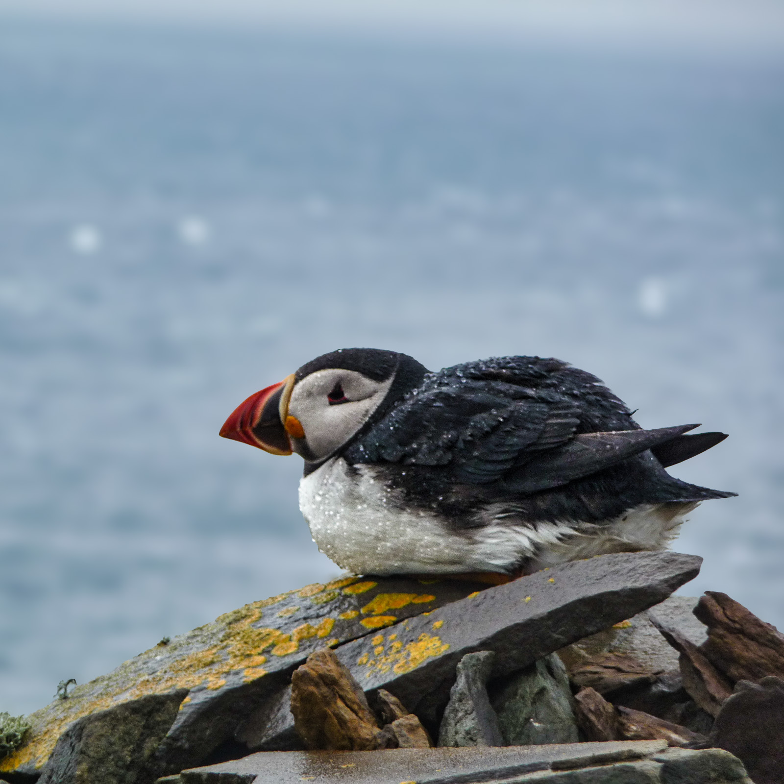 Puffin - Fratercula arctica