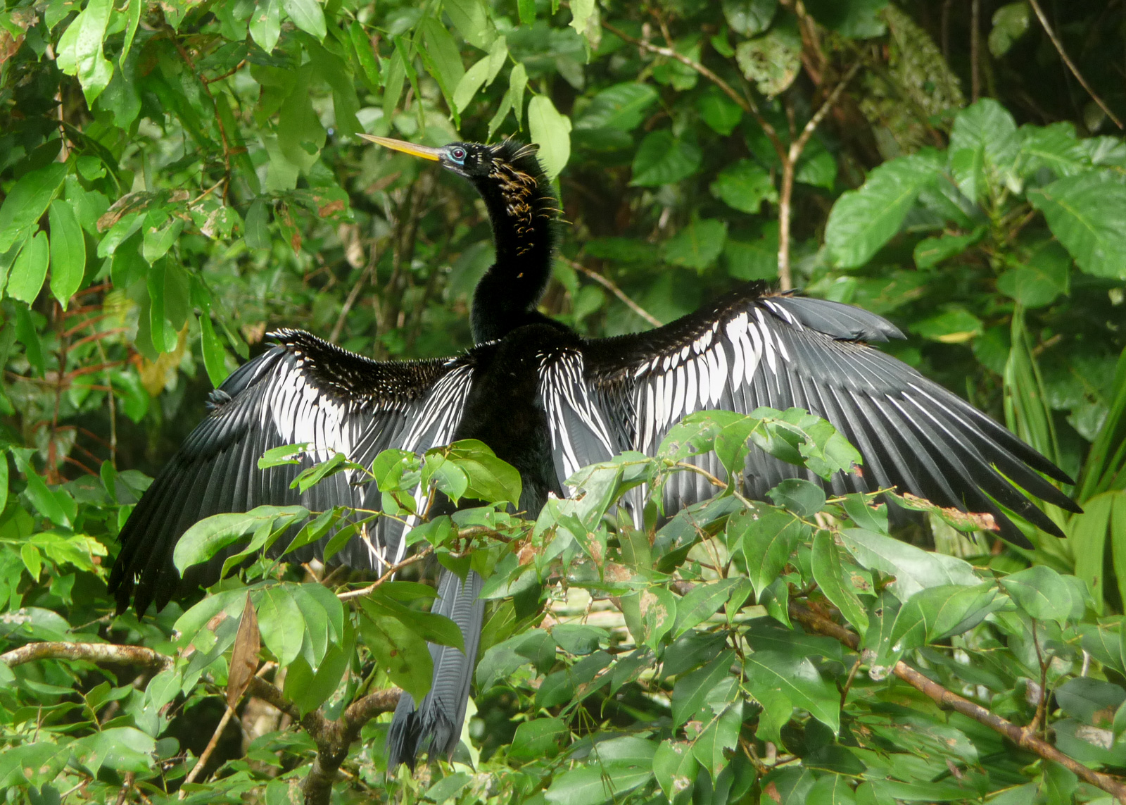 Anhinga - Anhinga anhinga