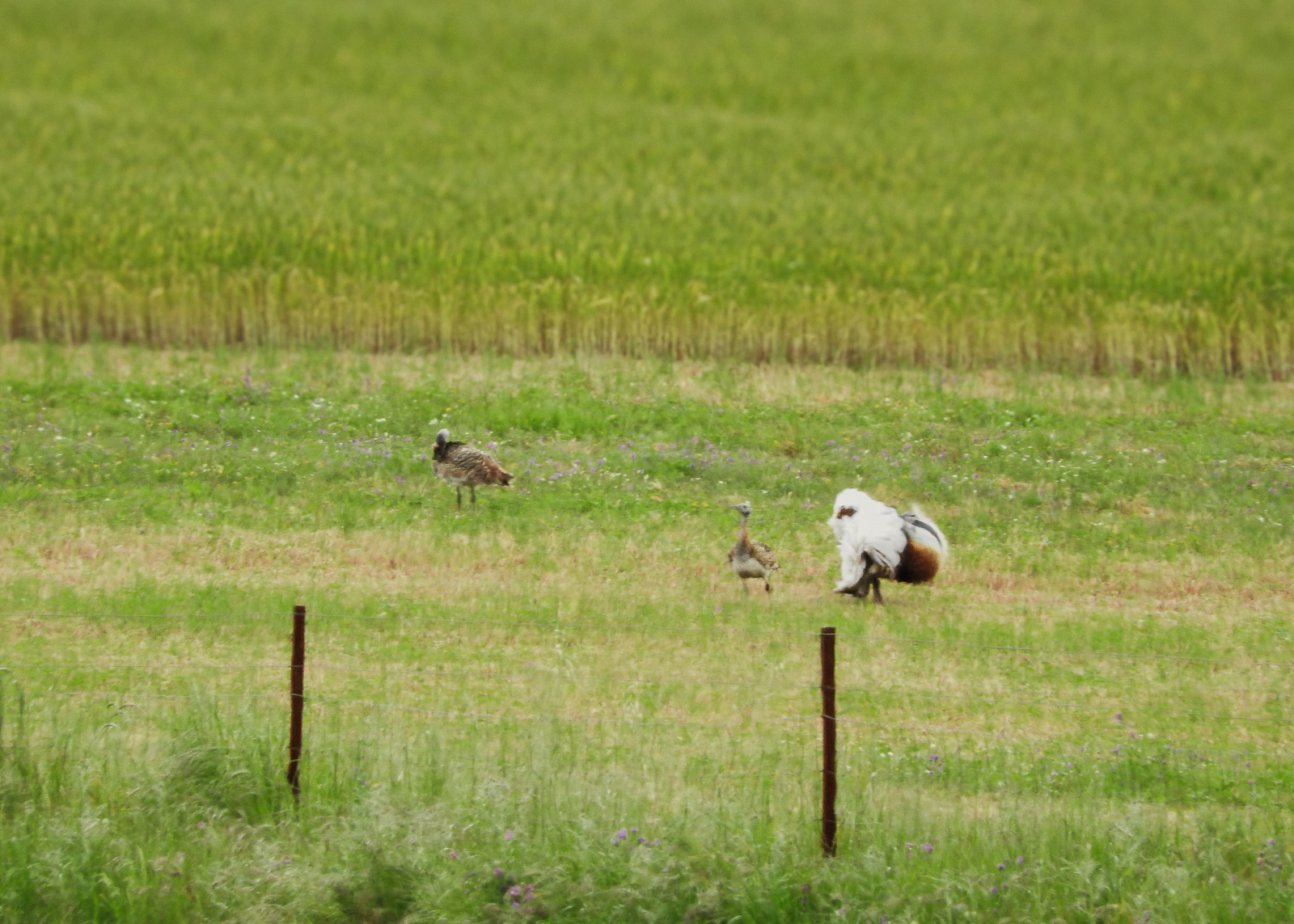 Great Bustard, Otis tarda 