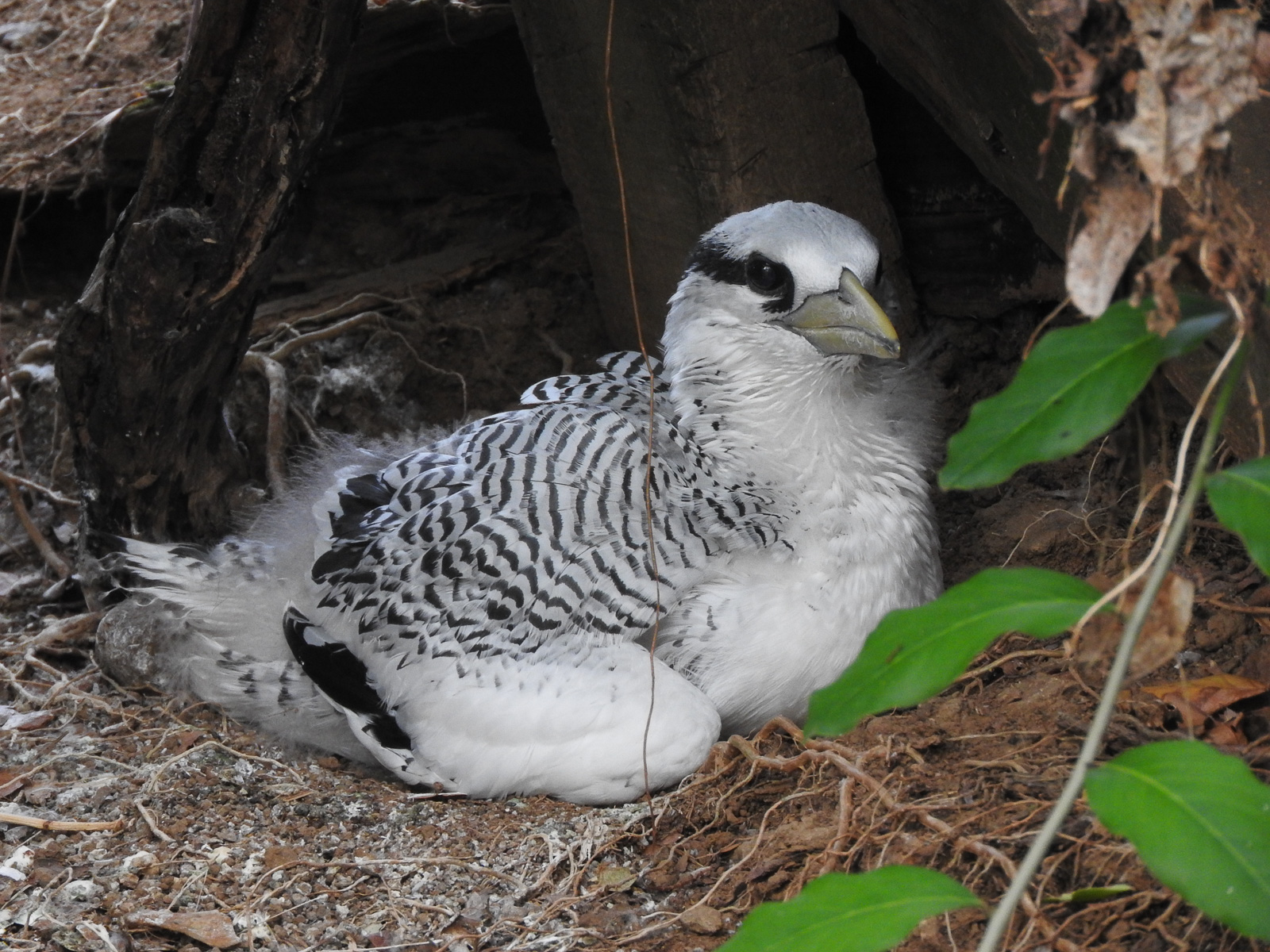 Red-billed Tropicbird - Phaethon aethereus