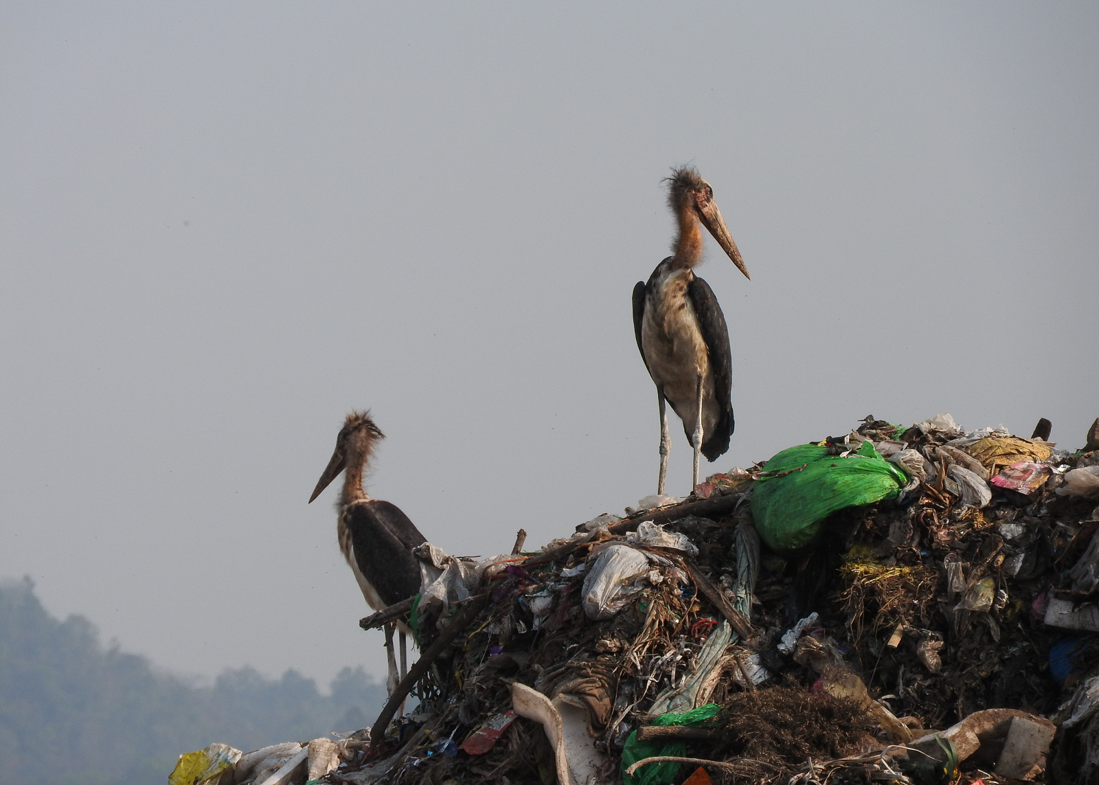 Lesser adjutant, Leptoptilos javanicus 