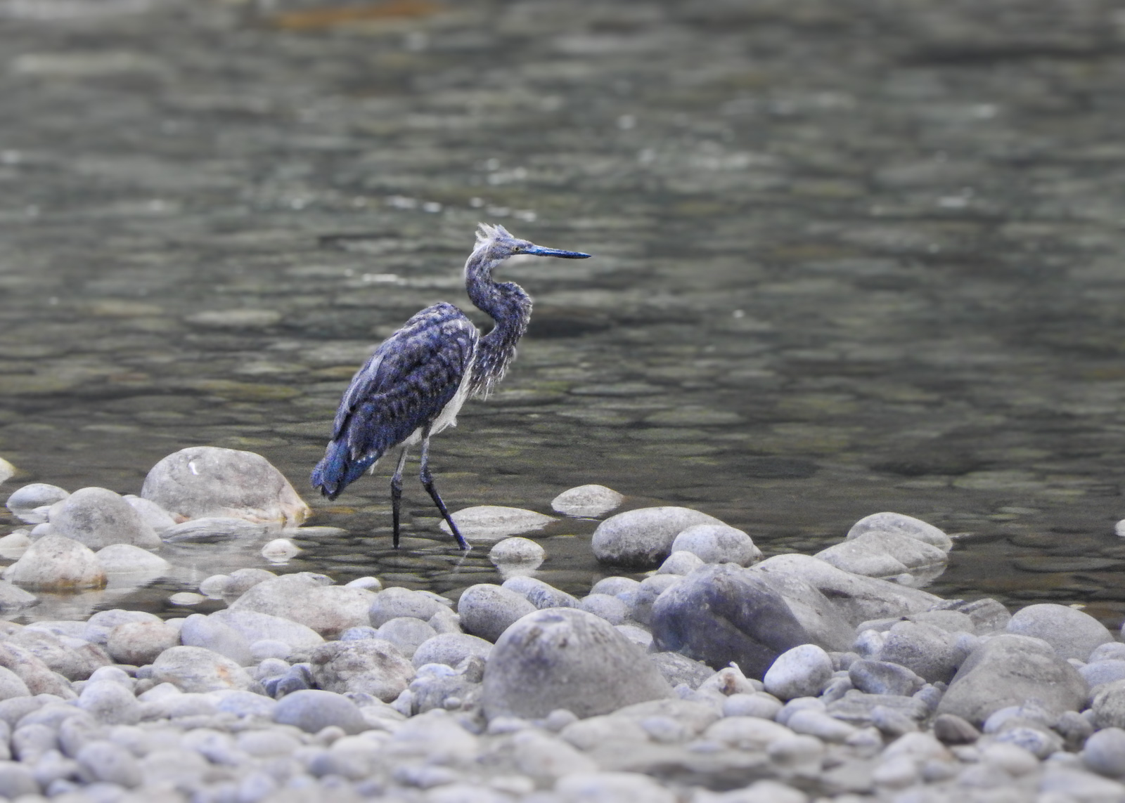 White-bellied Heron  - Ardea insignis