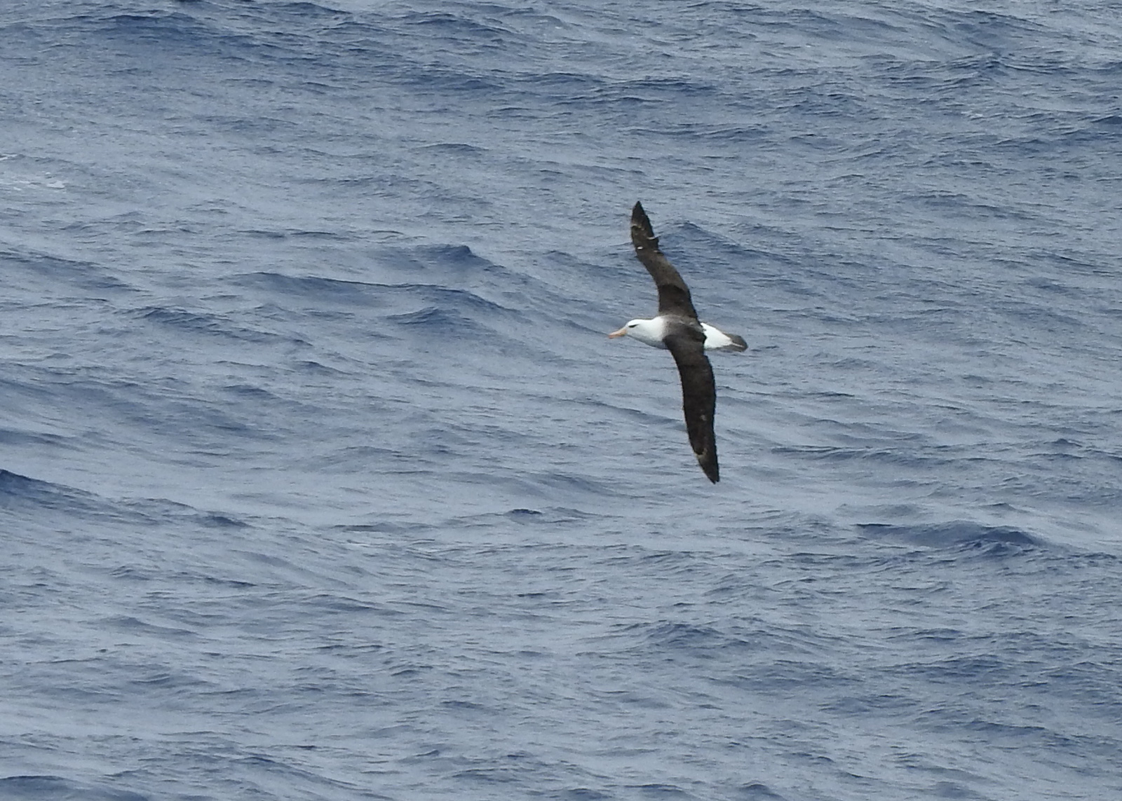 Black-browed Albatross