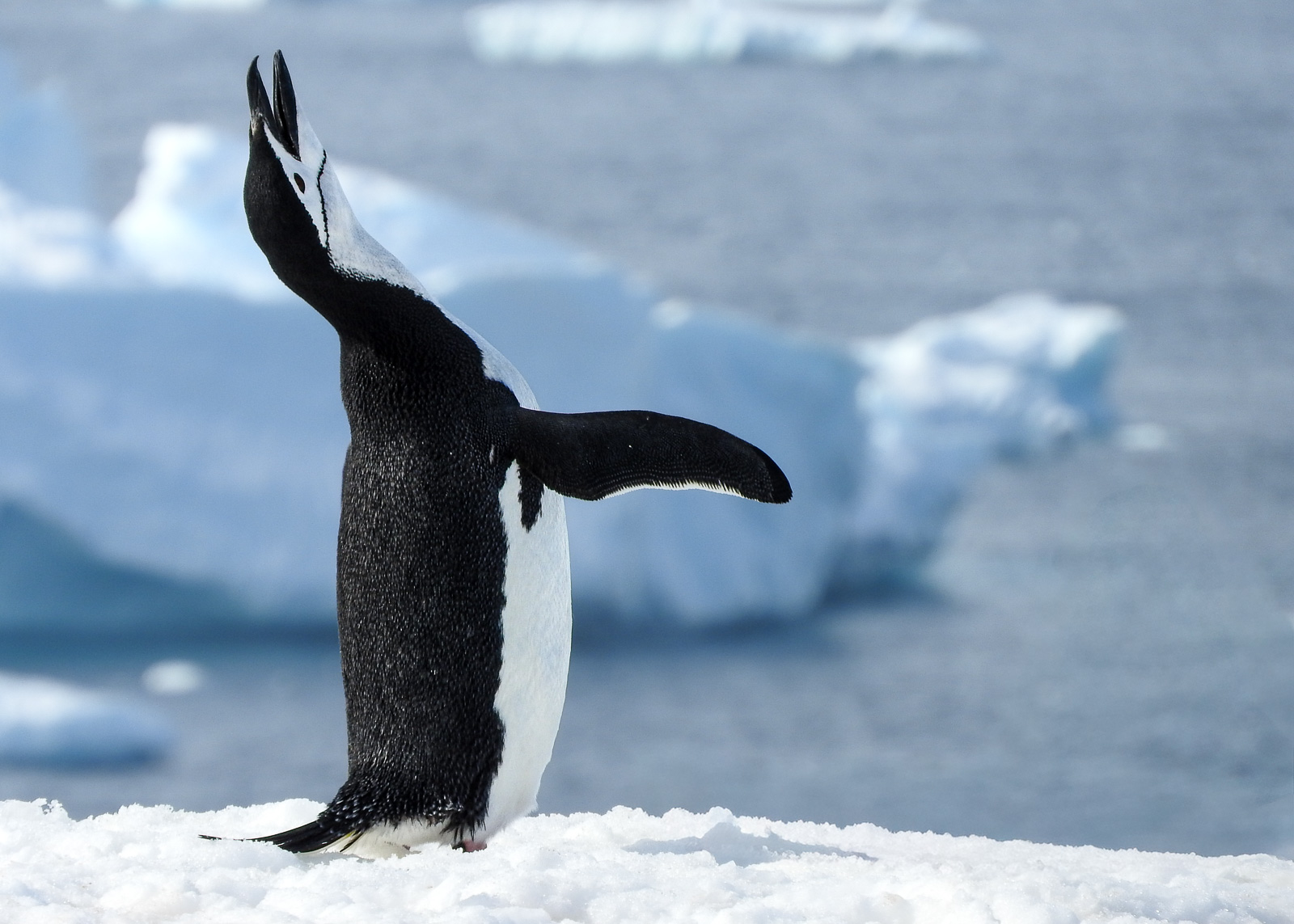 Chinstrap Penguin - Pygoscelis antarcticus