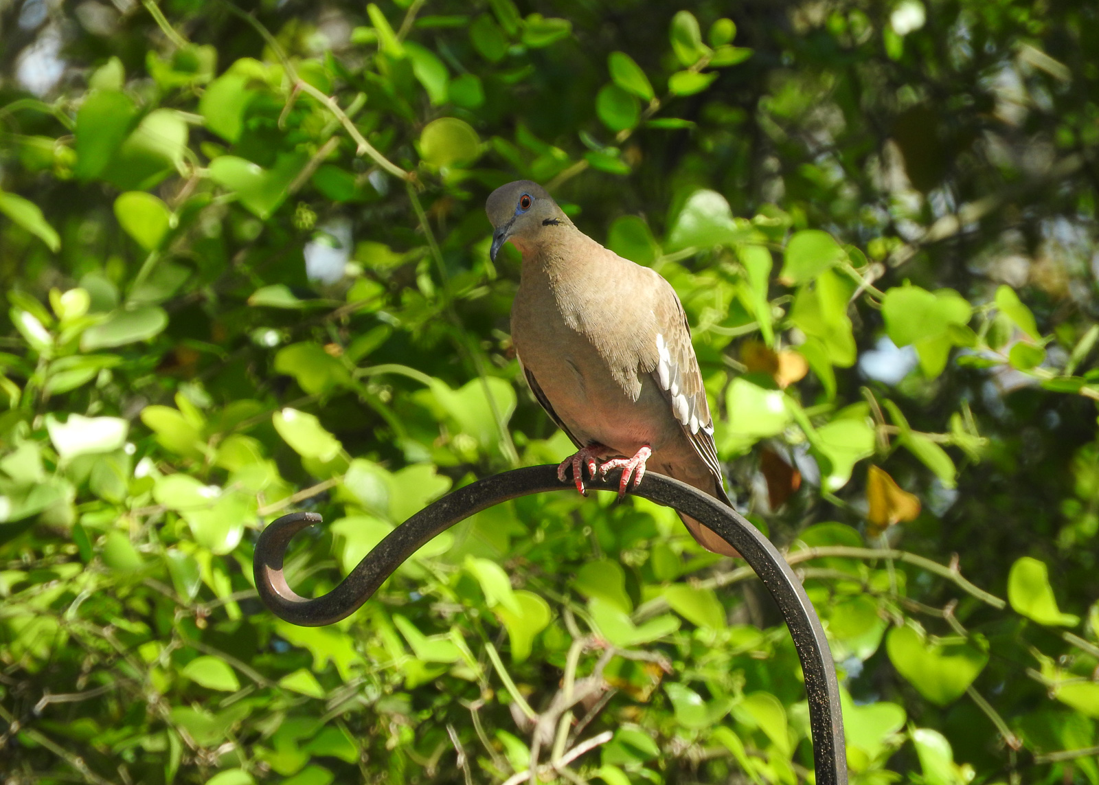 White-winged Dove - Zenaida asiatica