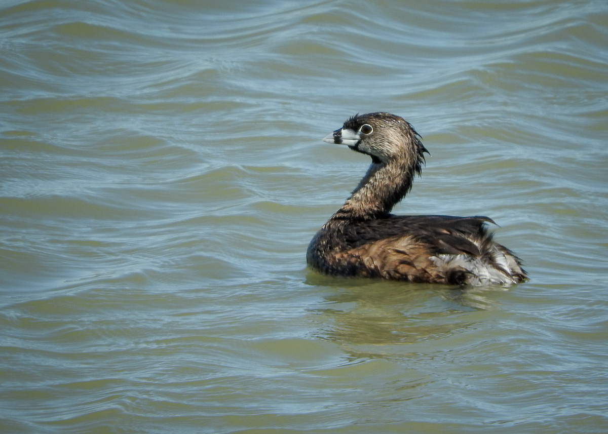 Pied-billed grebe