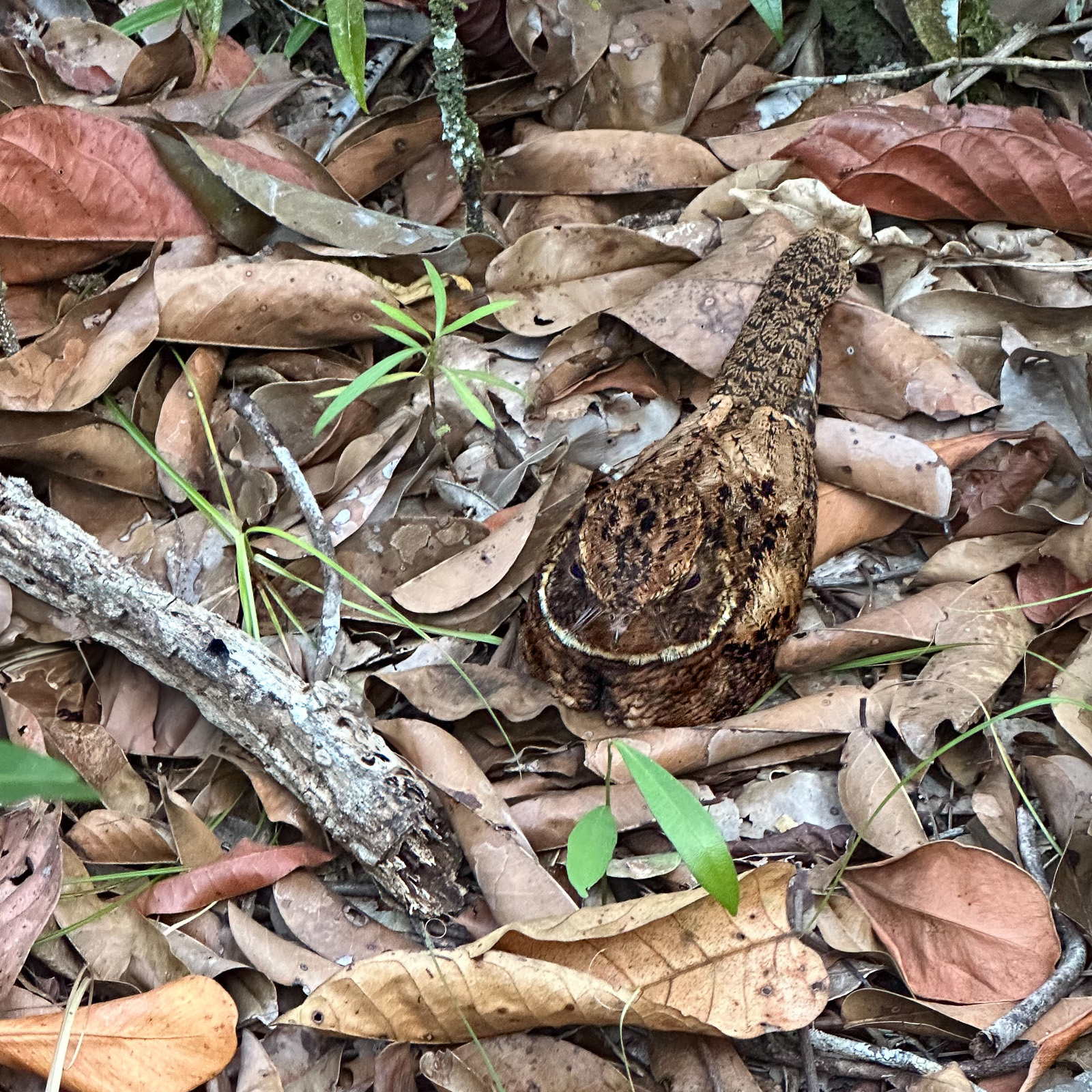 Rufous Nightjar - Antrostomus-rufus