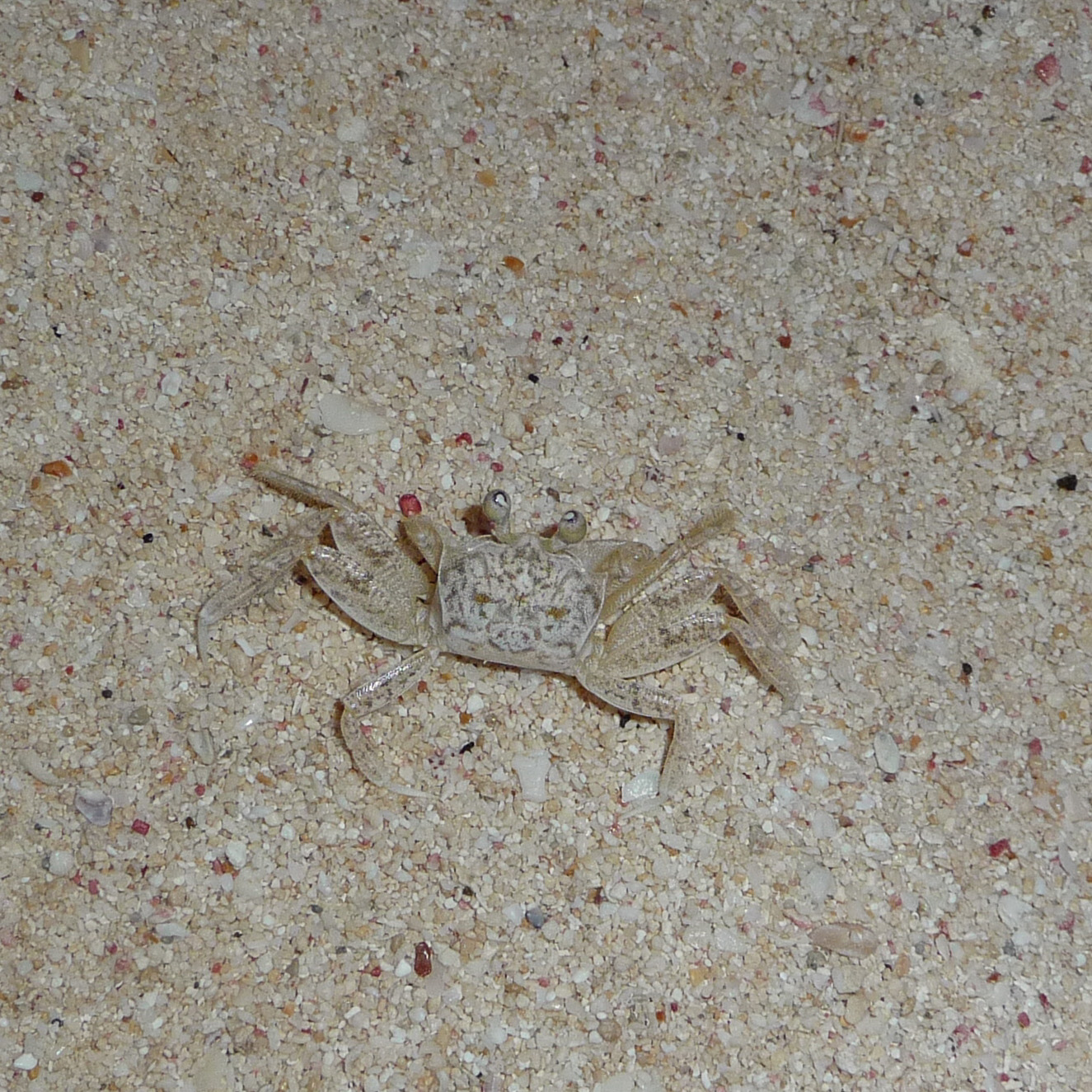 Atlantic Ghost Crab - Ocypode quadrata