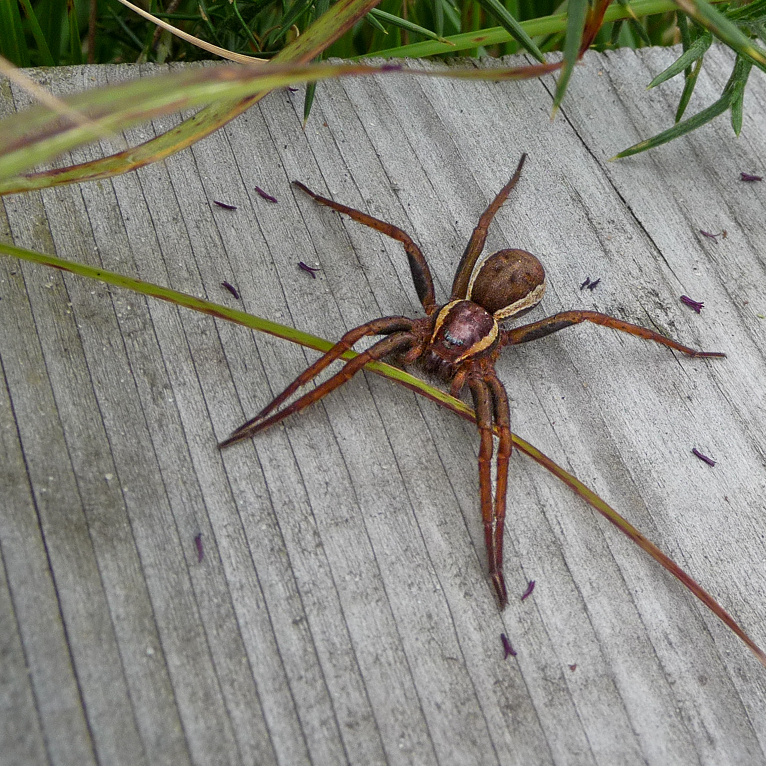 Raft Spider - Dolomedes fimbriatus