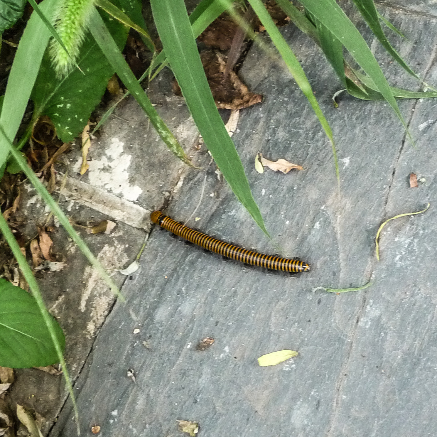 Spirobolus Subphylum Myriapoda — Centipedes & Millipedes » Biota