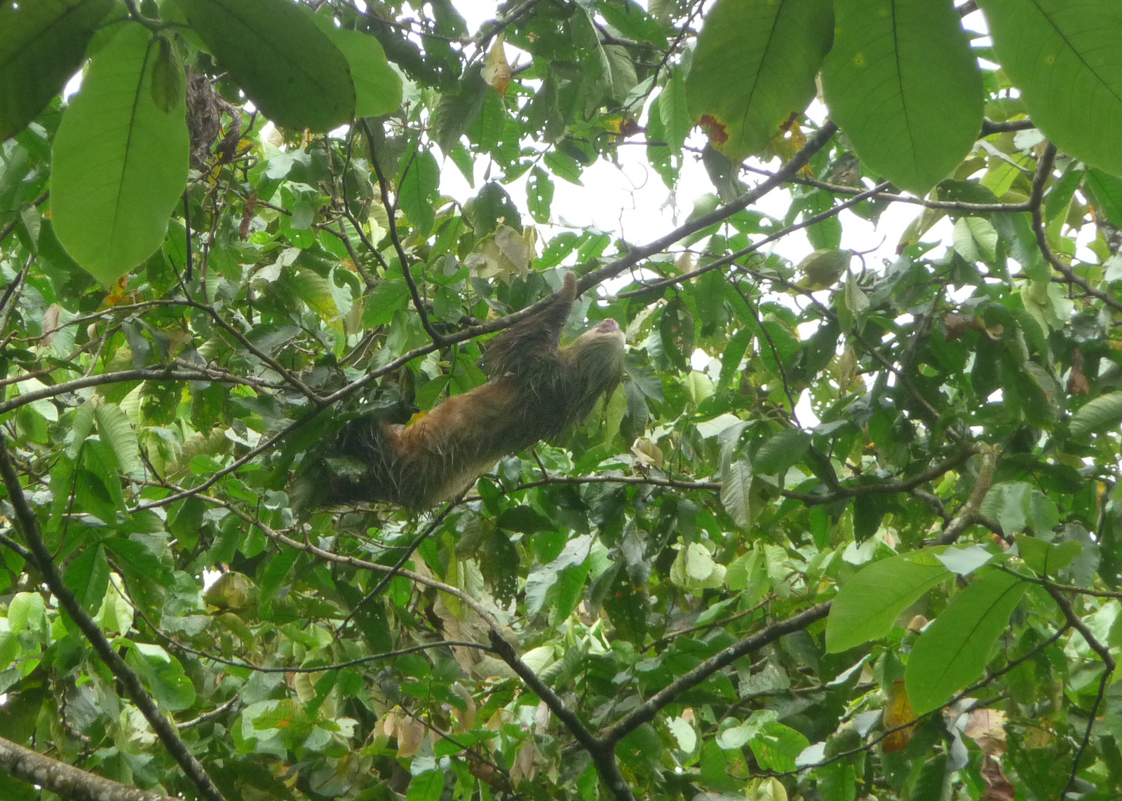 Brown-throated Three-toed Sloth - Bradypus variegatus