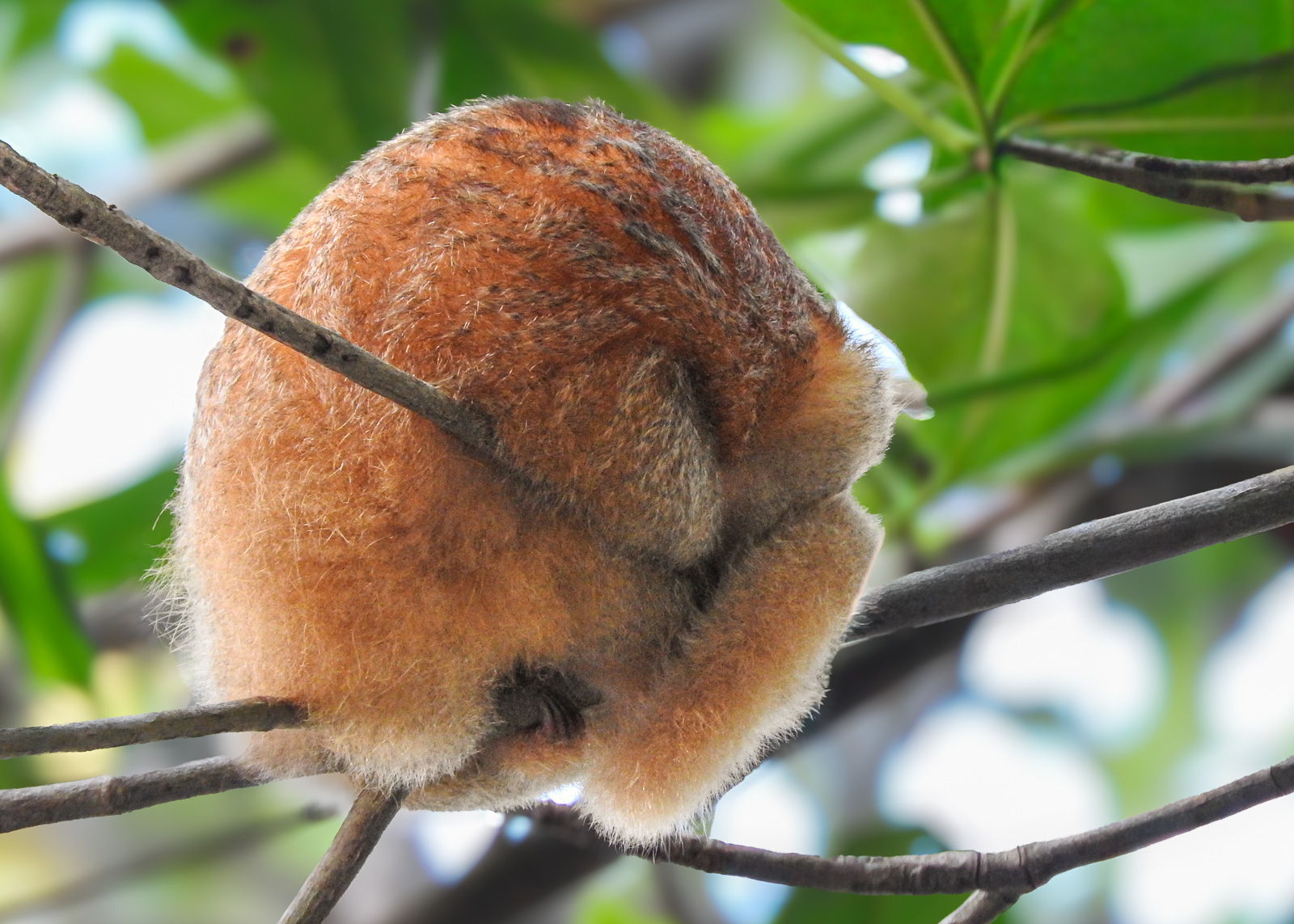 Northeastern Silky Anteater - Cyclopes didactylus