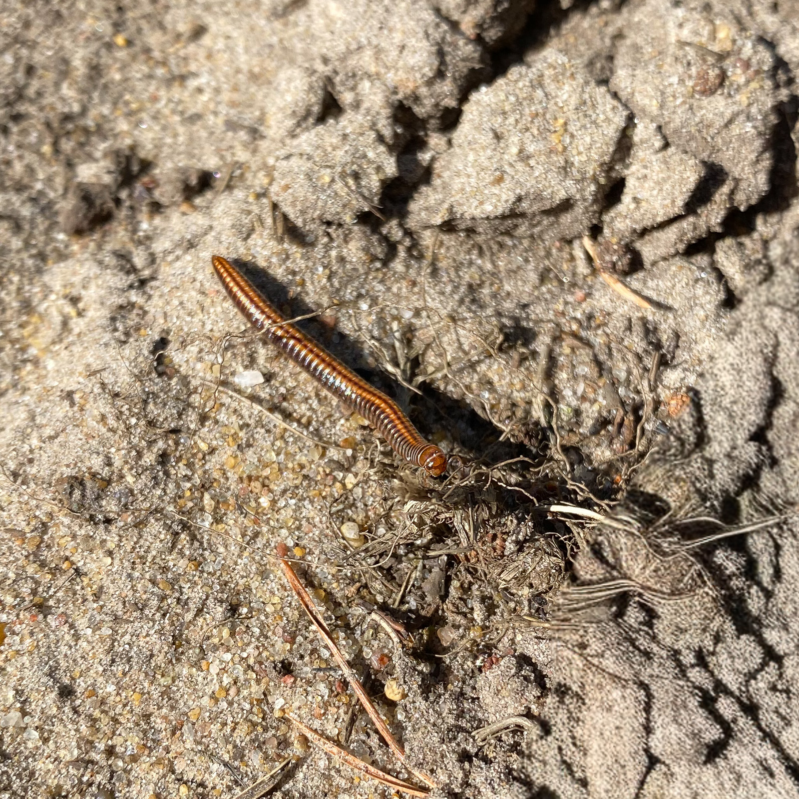 Striped Millipede - Ommatoiulus sabulosus