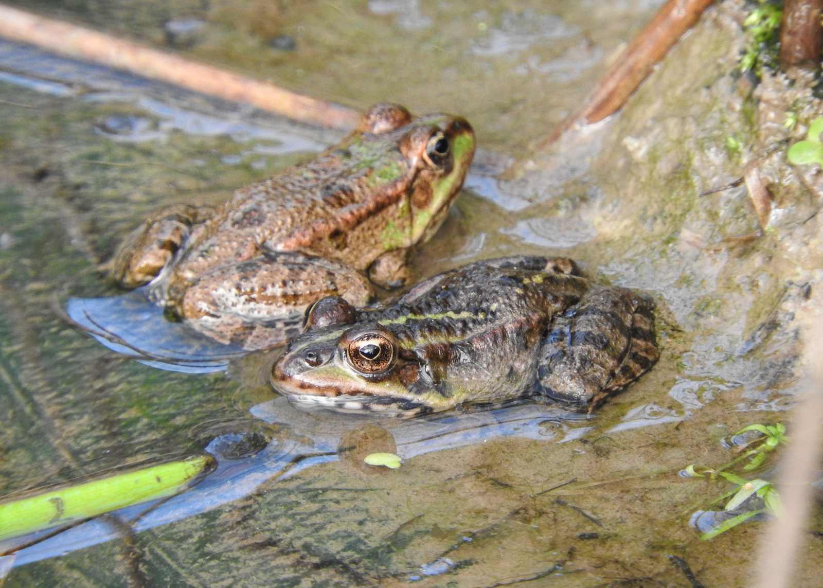 Marsh Frog - Pelophylax ridibundus