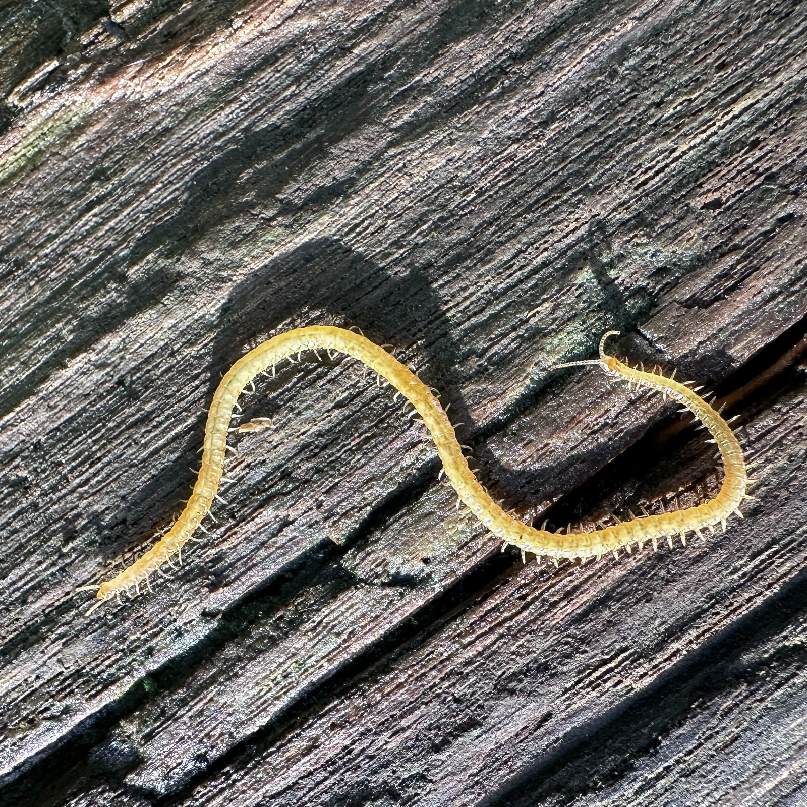 Western Yellow Centipede (Stigmatogaster subterranea)