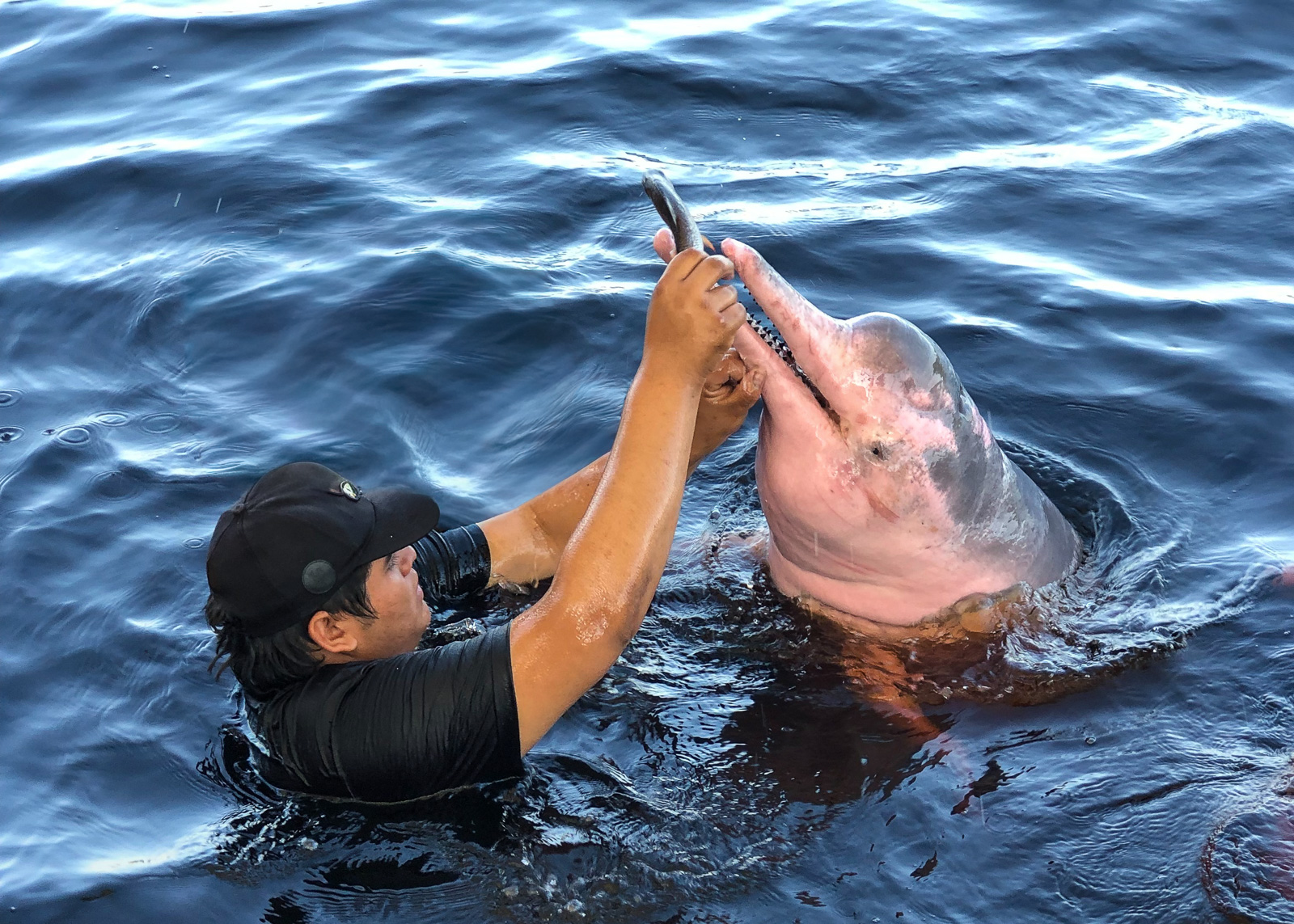 Amazon River Dolphin - Inia