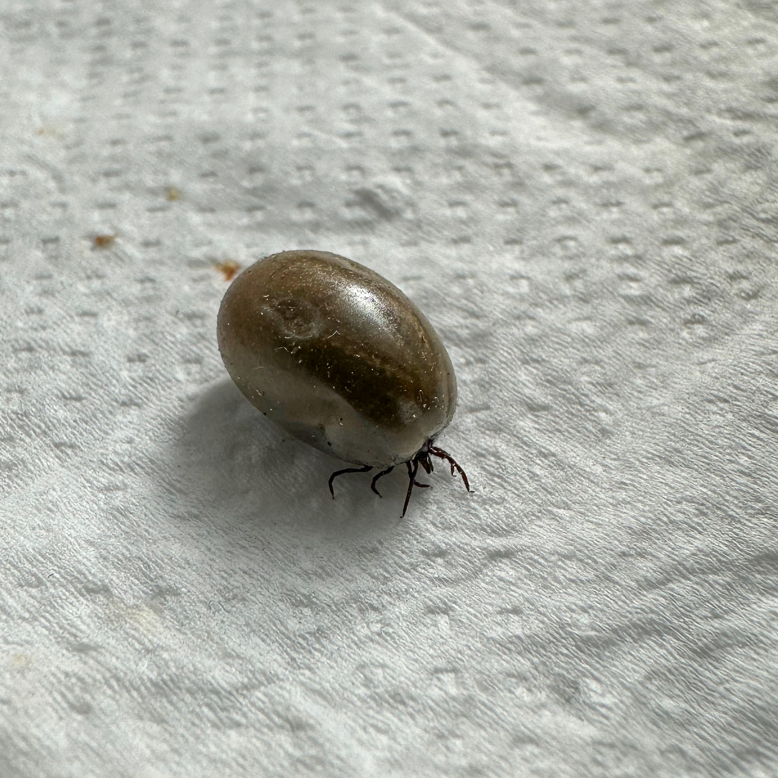 Castor Bean Tick (Ixodes ricinus) 