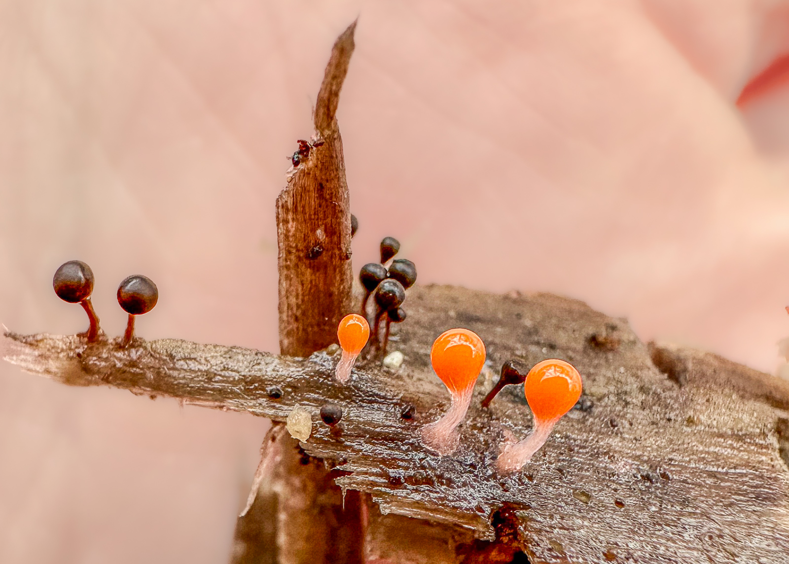Trichia crateriformis