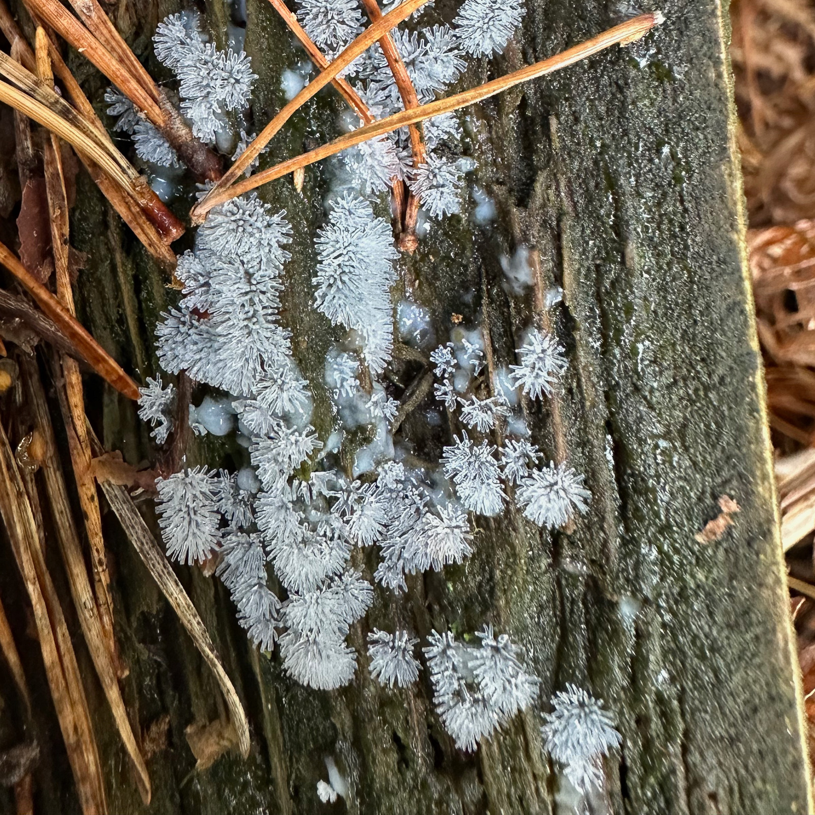 Ceratiomyxa fruticulosa