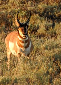 Pronghorn (Artiodactyla americana)