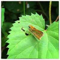 Large skipper (Ochlodes sylvanus)