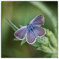 Small blue (Cupido minimus)