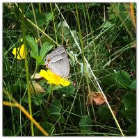 Purple hairstreak (Favonius quercus, syn. Neozephyrus quercus)