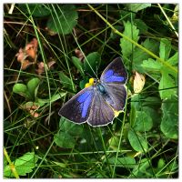 Purple hairstreak (Favonius quercus)