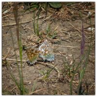 Common blue (Polyommatus icarus)
