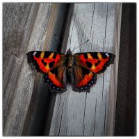 Small tortoiseshell (Aglais urticae)