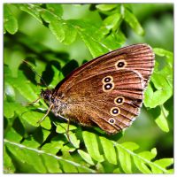 Ringlet (Aphantopus hyperantus)