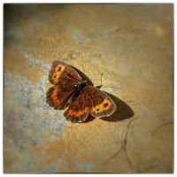 Scotch argus (Erebia aethiops)