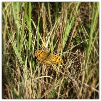 Wall brown (Lasiommata megera)