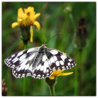 Lepidoptera, Papilionoidea, Nymphalidae, M. galathea