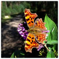 Comma (Polygonia c-album)