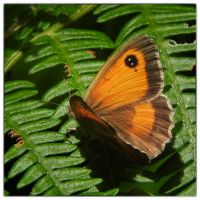 Gatekeeper (Pyronia tithonus)