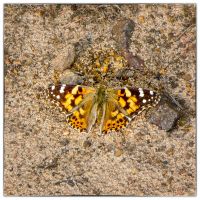 Painted lady (Vanessa cardui)