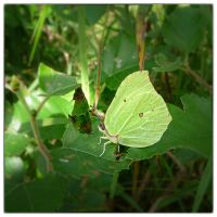 Brimstone (G. rhamni)