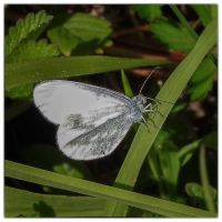 Leptidea sinapis