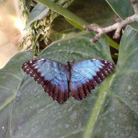 Blue Morpho (Morpho peleides)