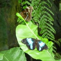 Blue-banded Morpho (Morpho achilles)