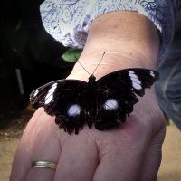Eggfly (Hypolimnas bolina)