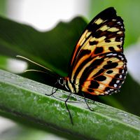 Tiger Longwing (Heliconius hecale)