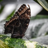 Blue Morpho (Morpho peleides)
