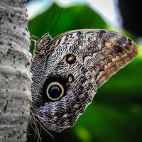 Giant owl butterfly (C. telamonius memnon)