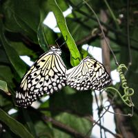 Tree nymph (Idea leuconoe)