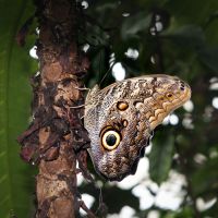 Automedon Giant Owl, Eryphanis automedon