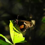 Lepidoptera,Nymphalidae