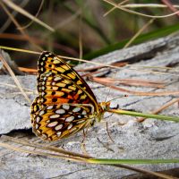 Callippe fritillary (Speyeria callippe)