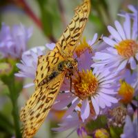 Speyeria callippe
